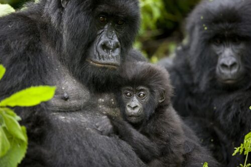 Congo Virunga