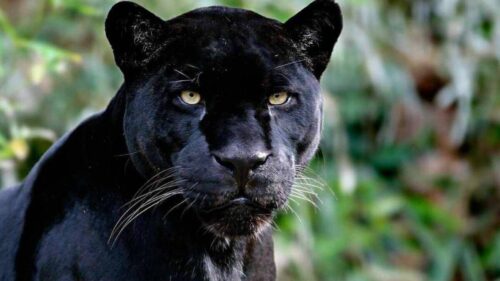 Diritti degli animali